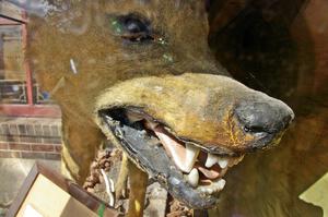 Lobo, the lengendary sheep-killing wolf, is proudly displayed in a glass case in downtown Bemidji.