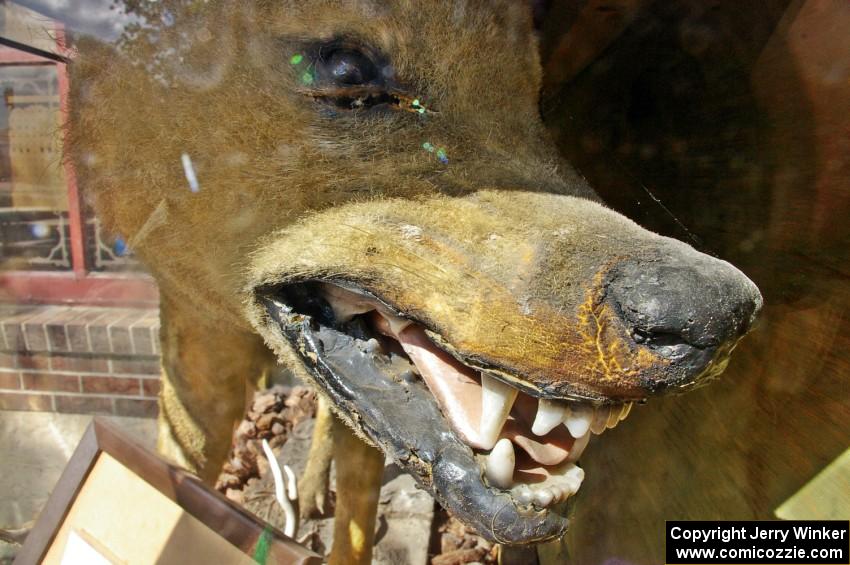 Lobo, the lengendary sheep-killing wolf, is proudly displayed in a glass case in downtown Bemidji.