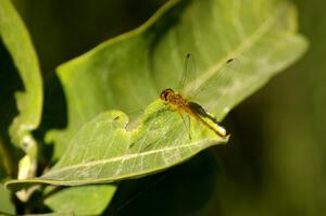 Dragonfly on milkweed (1).