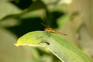 Dragonfly on milkweed (2).