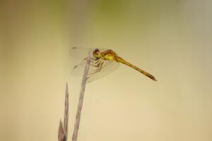 Dragonfly on tall grass (1).