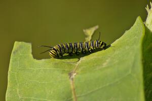 Monarch Butterfly caterpillar on milkweed.