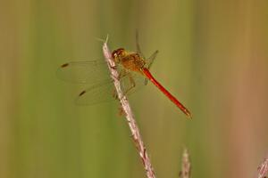 Dragonfly on tall grass (2).
