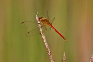 Dragonfly on tall grass (2).