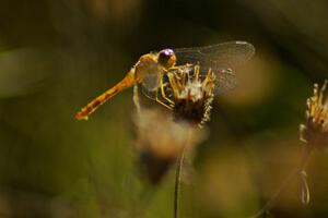 Dragonfly on tall grass (3).