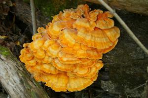 Bright yellow-orange mushroom cluster the size of a basketball growing on a decaying log.