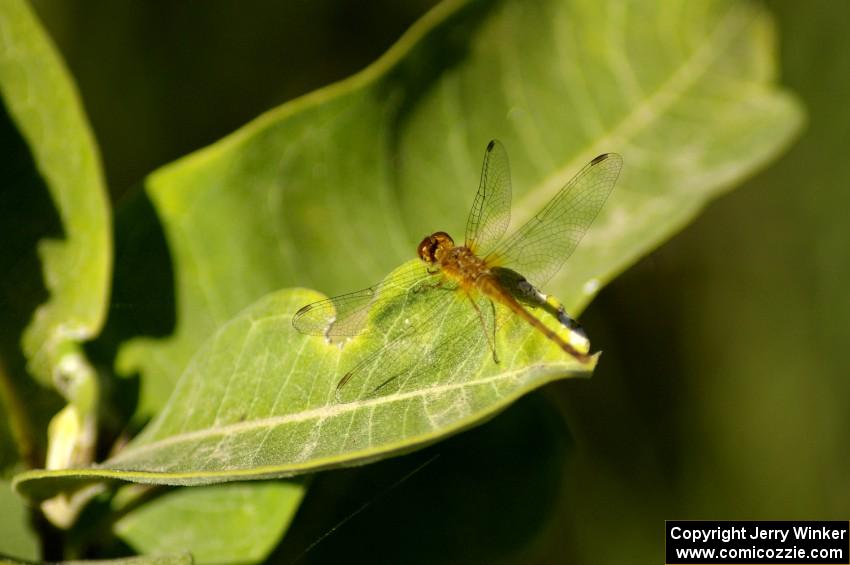 Dragonfly on milkweed (1).