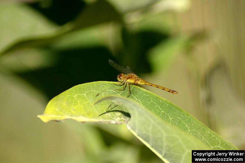 Dragonfly on milkweed (2).