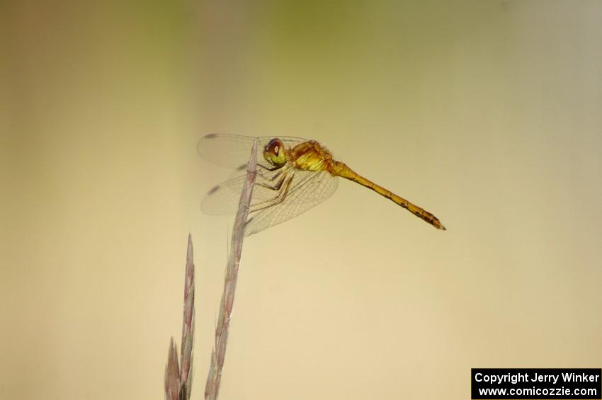 Dragonfly on tall grass (1).