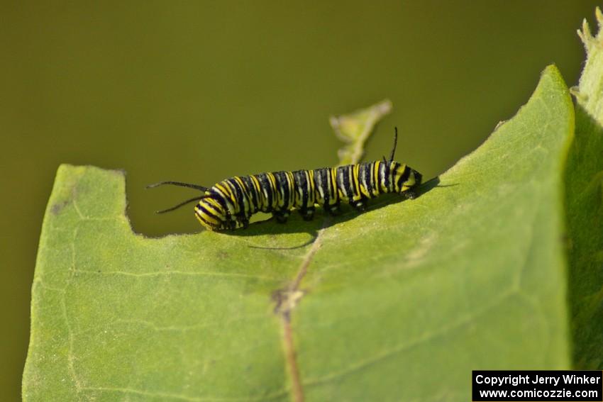 Monarch Butterfly caterpillar on milkweed.