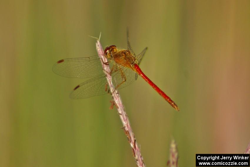 Dragonfly on tall grass (2).