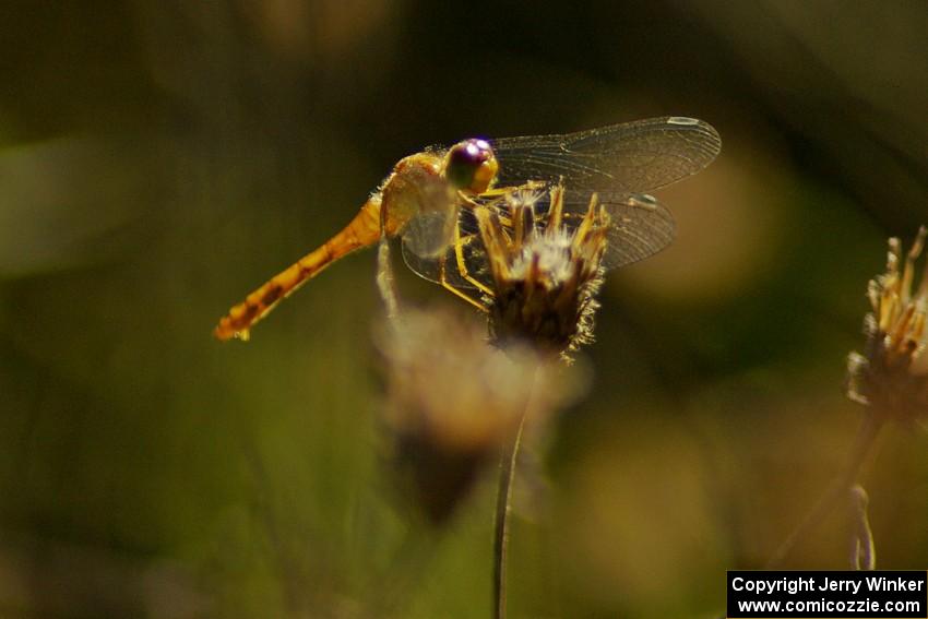 Dragonfly on tall grass (3).