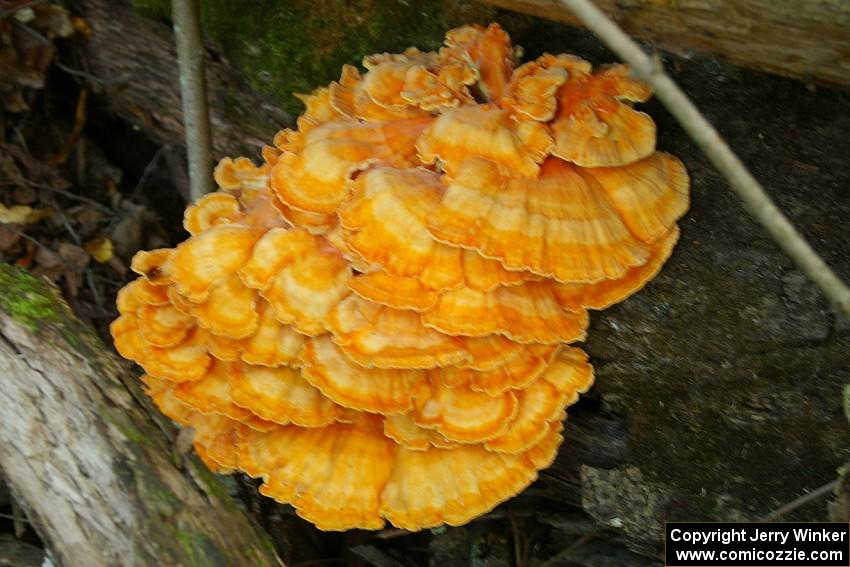 Bright yellow-orange mushroom cluster the size of a basketball growing on a decaying log.