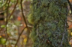 Lichens growing on the side of a pine tree at the Brockway Mountain midpoint jump (1).