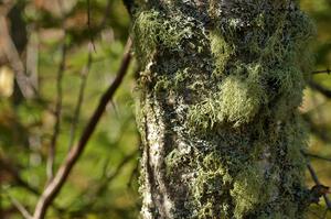 Lichens growing on the side of a pine tree at the Brockway Mountain midpoint jump (2).