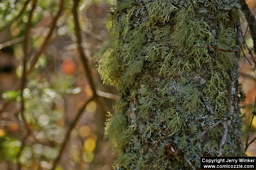 Lichens growing on the side of a pine tree at the Brockway Mountain midpoint jump (1).