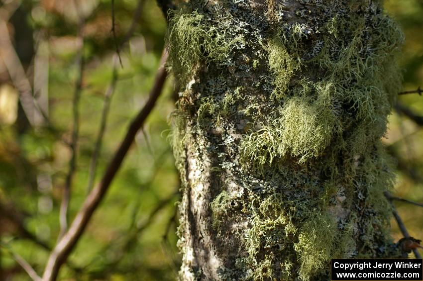 Lichens growing on the side of a pine tree at the Brockway Mountain midpoint jump (2).