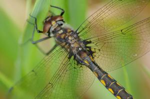 Dragonfly with droplets on its back