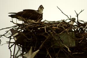 Ospreys in the infield