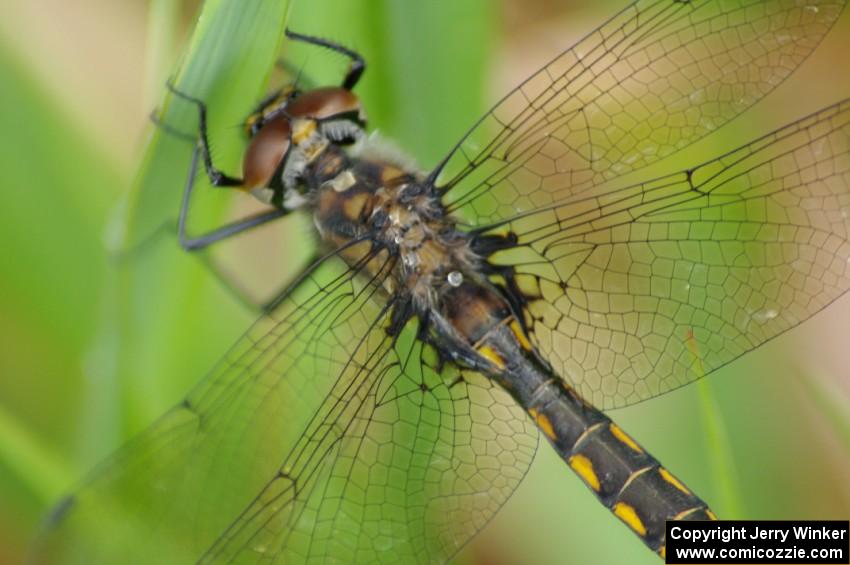 Dragonfly with droplets on its back