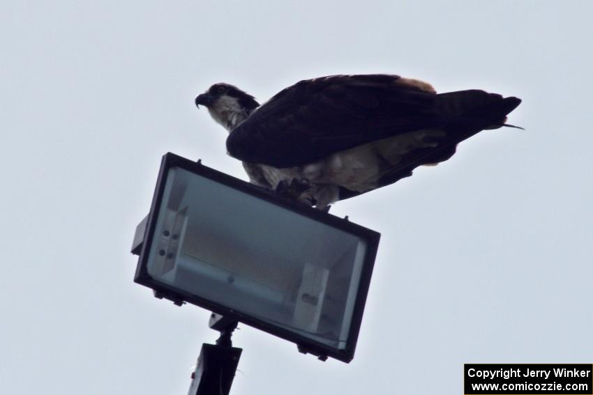 Osprey