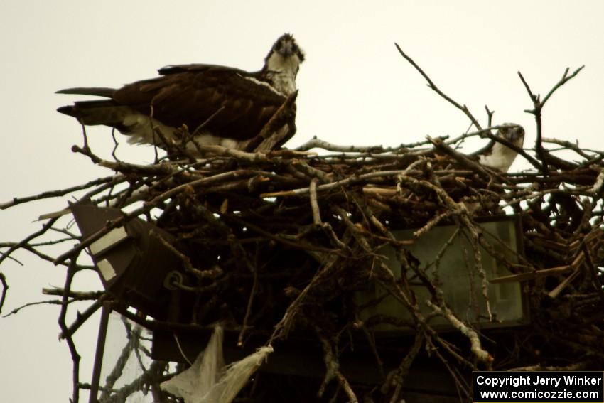 Ospreys in the infield