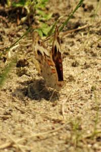 Buckeye butterfly at turn 3