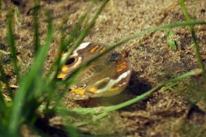 Buckeye butterfly at turn 3