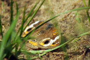 Buckeye butterfly at turn 3