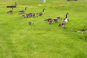 Geese and goslings near the track's lake