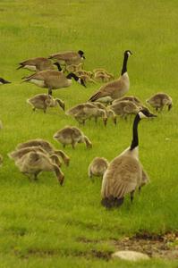 Geese and goslings near the track's lake