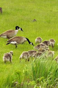 Geese and goslings near the track's lake
