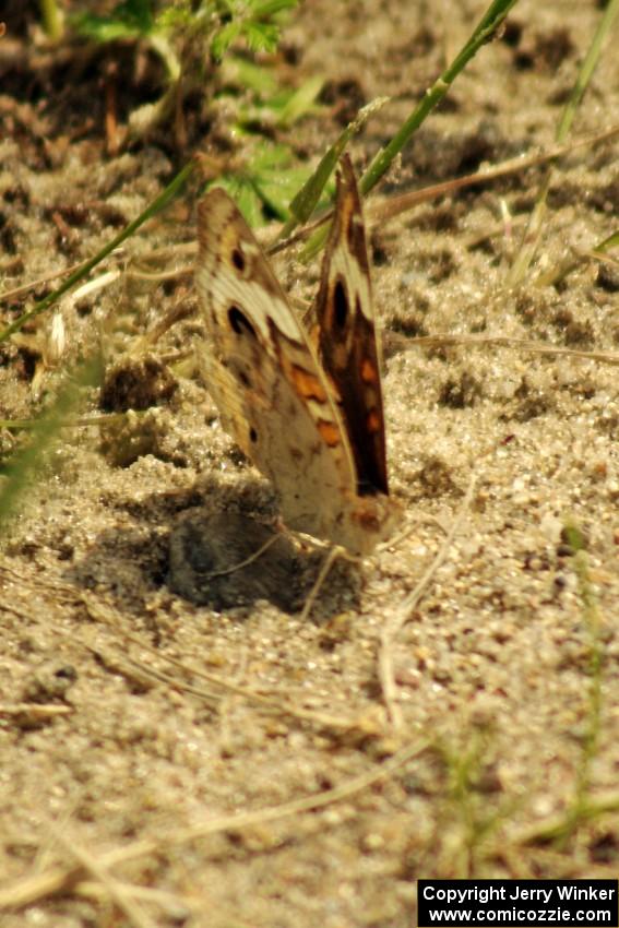 Buckeye butterfly at turn 3