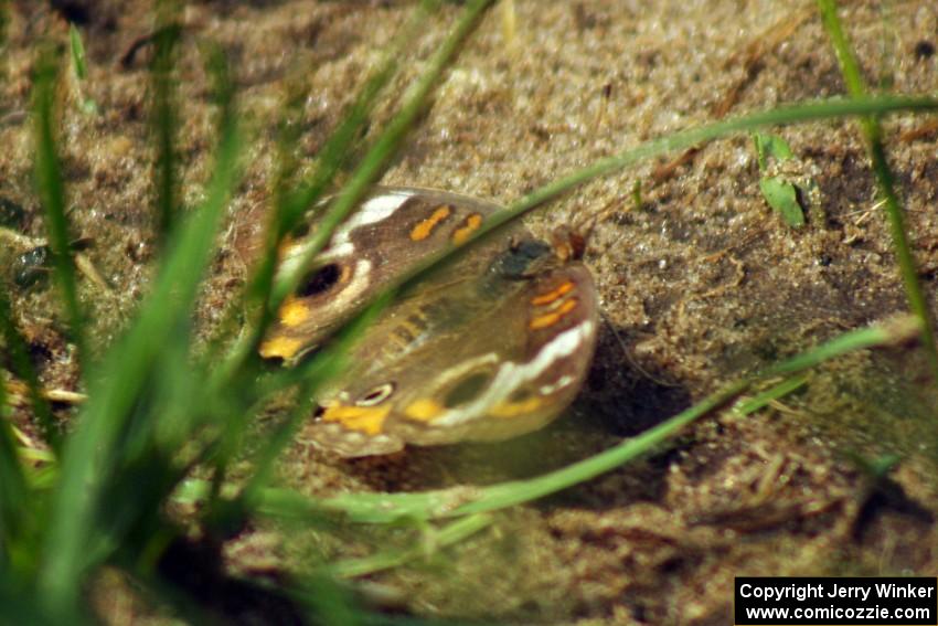 Buckeye butterfly at turn 3