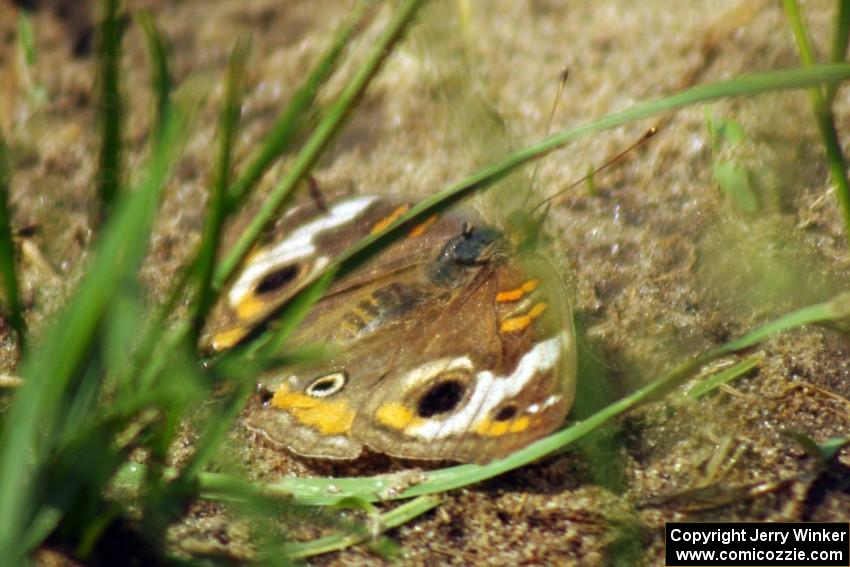 Buckeye butterfly at turn 3