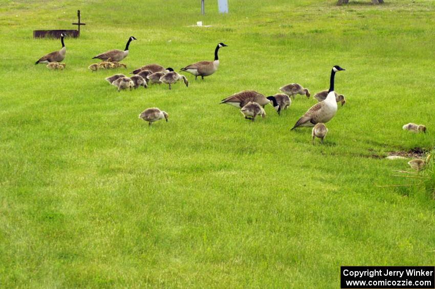 Geese and goslings near the track's lake