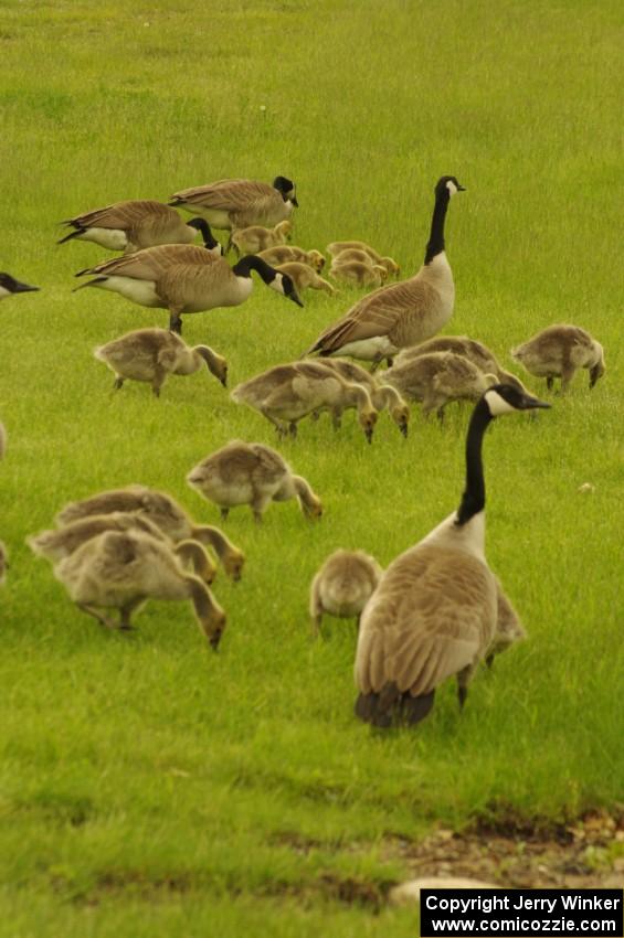 Geese and goslings near the track's lake