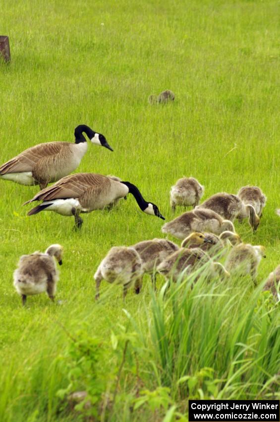 Geese and goslings near the track's lake