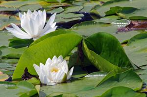 Water Lilies on the infield lake