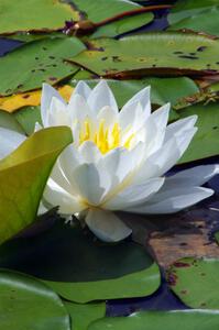 Water Lily on the infield lake