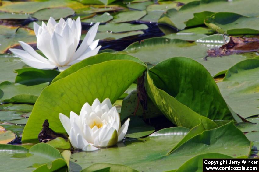 Water Lilies on the infield lake