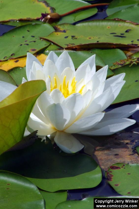 Water Lily on the infield lake