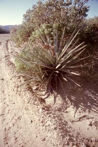 This yucca plant was 4 feet tall!