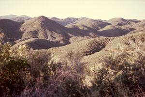 A view of the Prescott Forest.