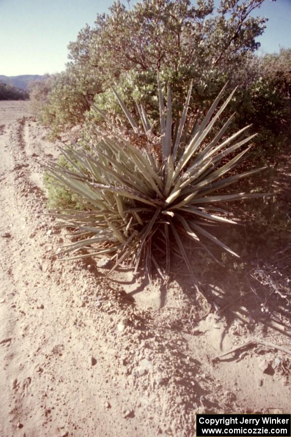 This yucca plant was 4 feet tall!