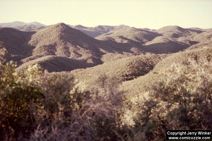 A view of the Prescott Forest.