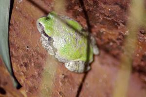 A tree frog watches the action from under the bleachers