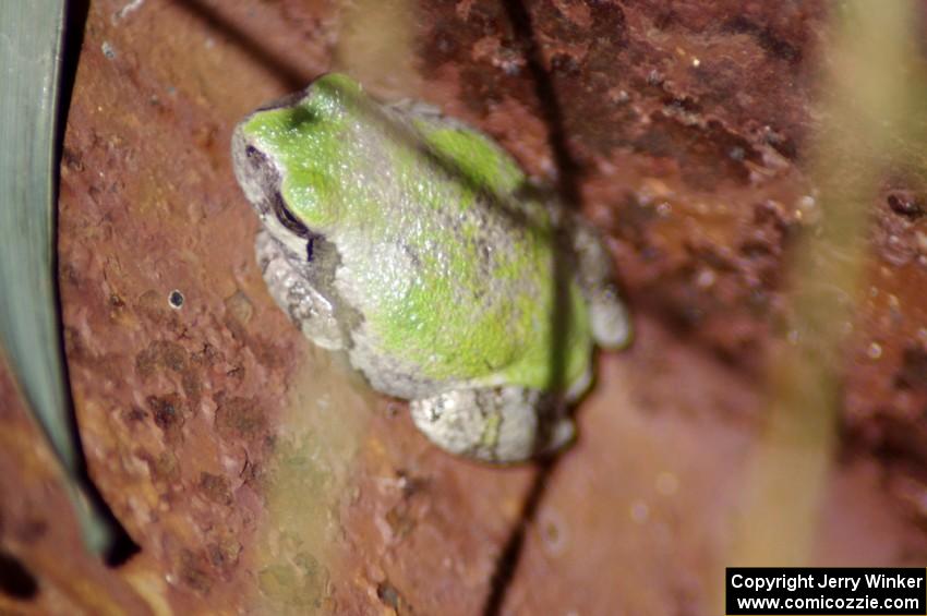 A tree frog watches the action from under the bleachers