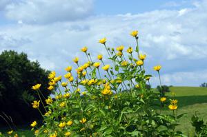 Sunflowers growing by the side of the road on the western end of Plymouth