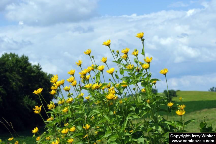 Sunflowers growing by the side of the road on the western end of Plymouth